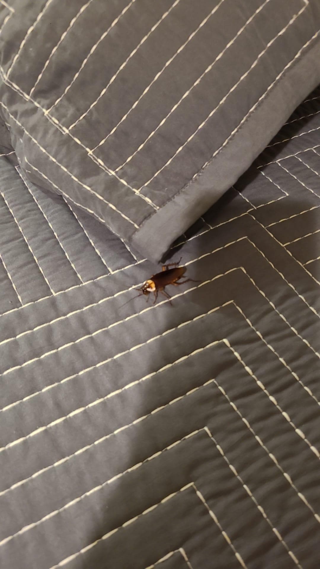 Another cockroach