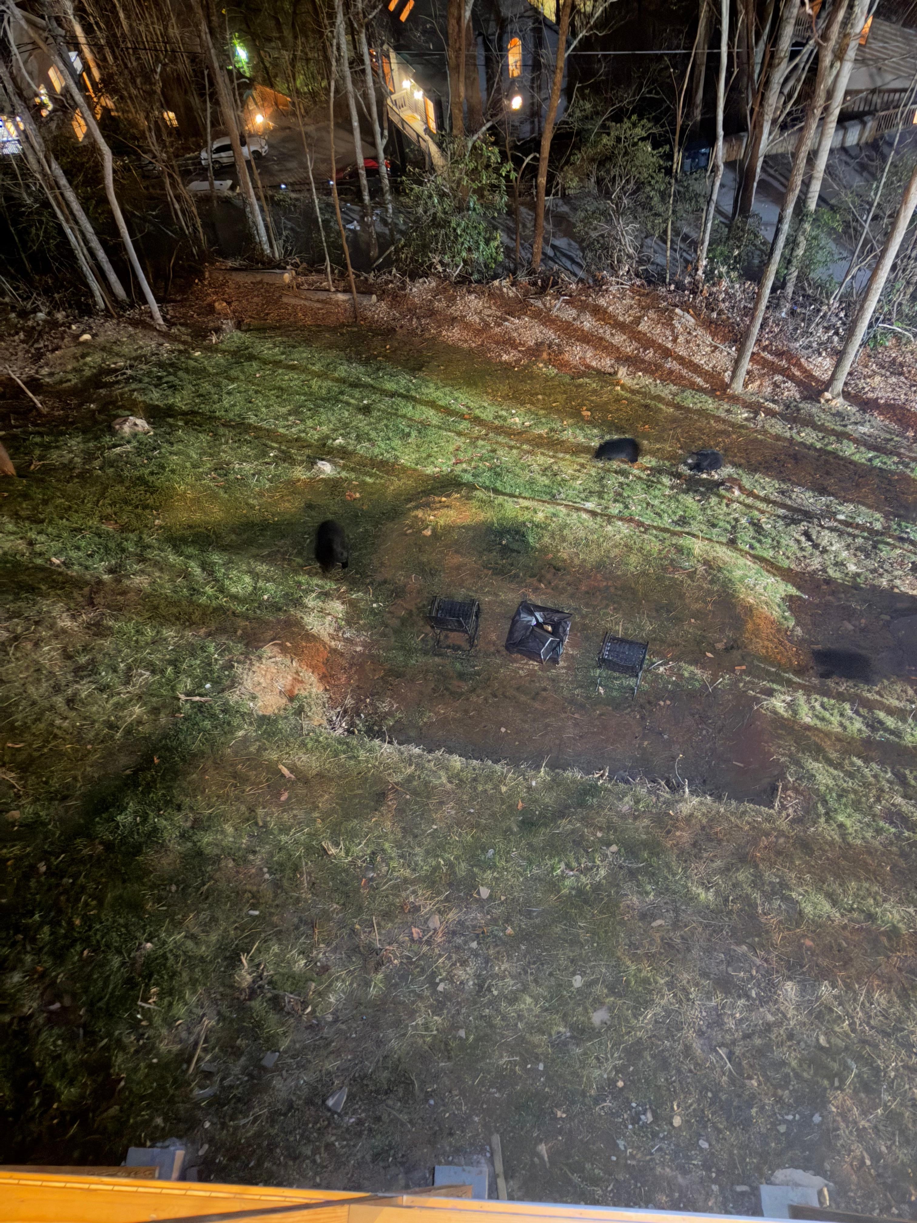 Mama bear and cubs just below lower deck