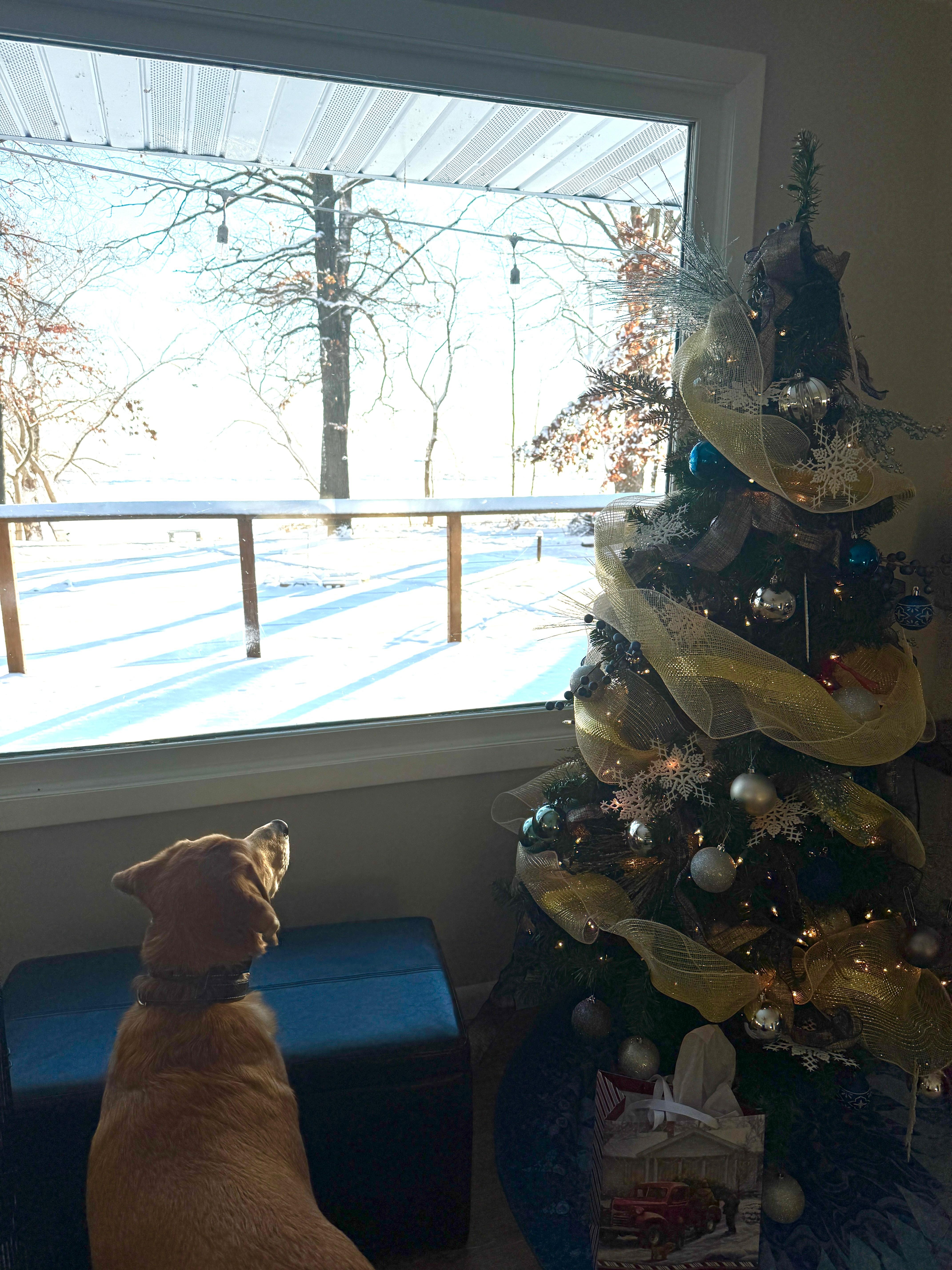 Pets are welcome and also enjoy the view!