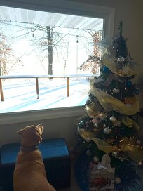 Pets are welcome and also enjoy the view!