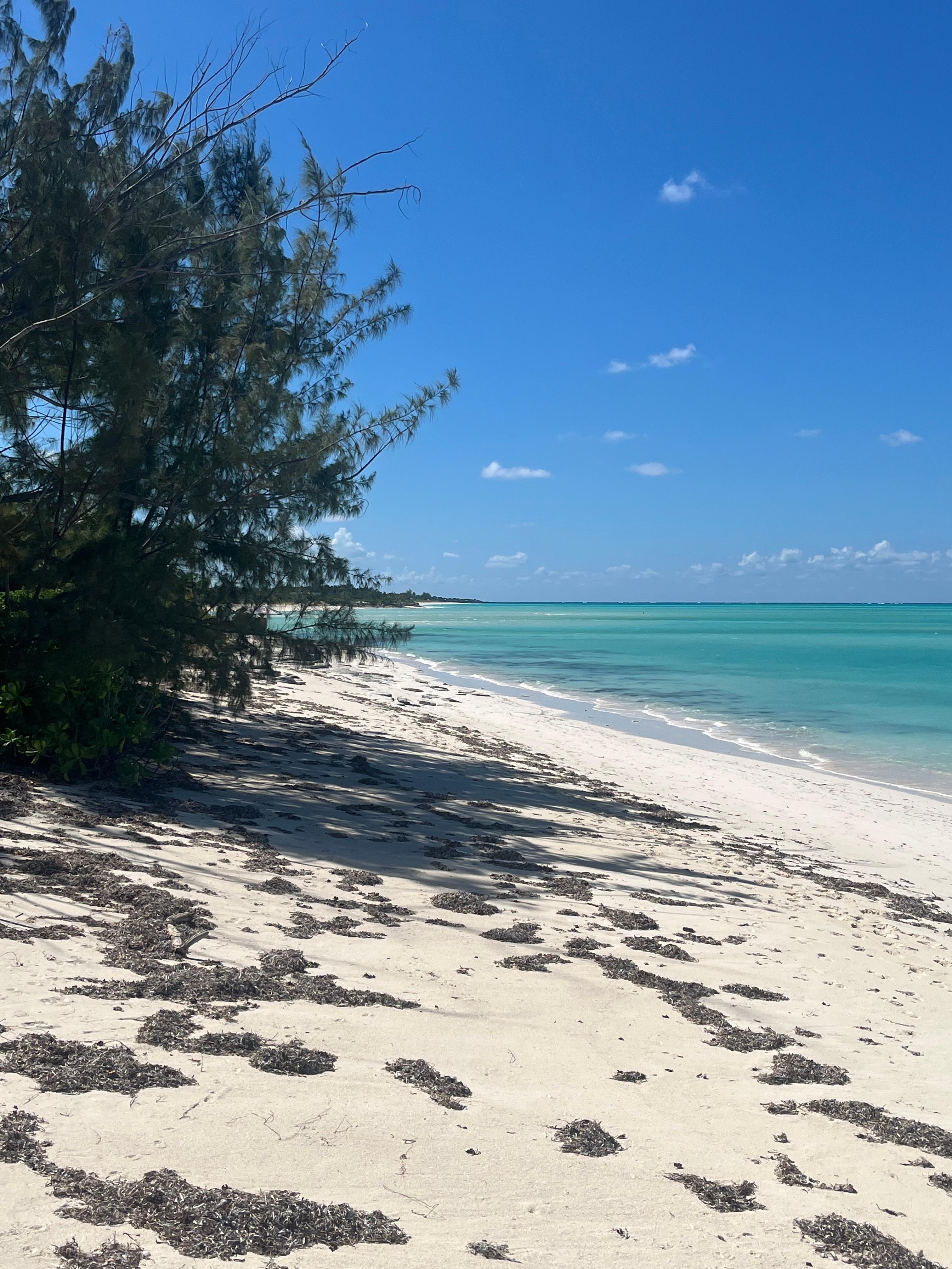 Our backyard, for a week. Paradise 