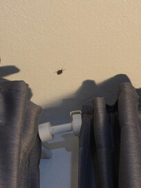 Roach hanging on the ceiling