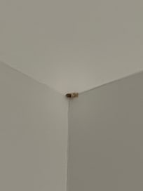 Spiders living in the corner.