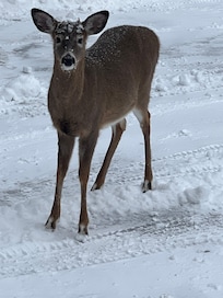 Friendly deer that came to visit daily.