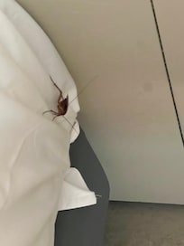 Humongous bug on ber