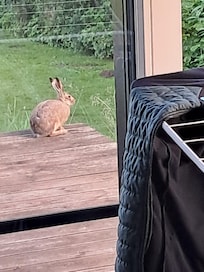 The daily visit of our new friend