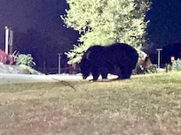 Bear sighting on our way back from dinner