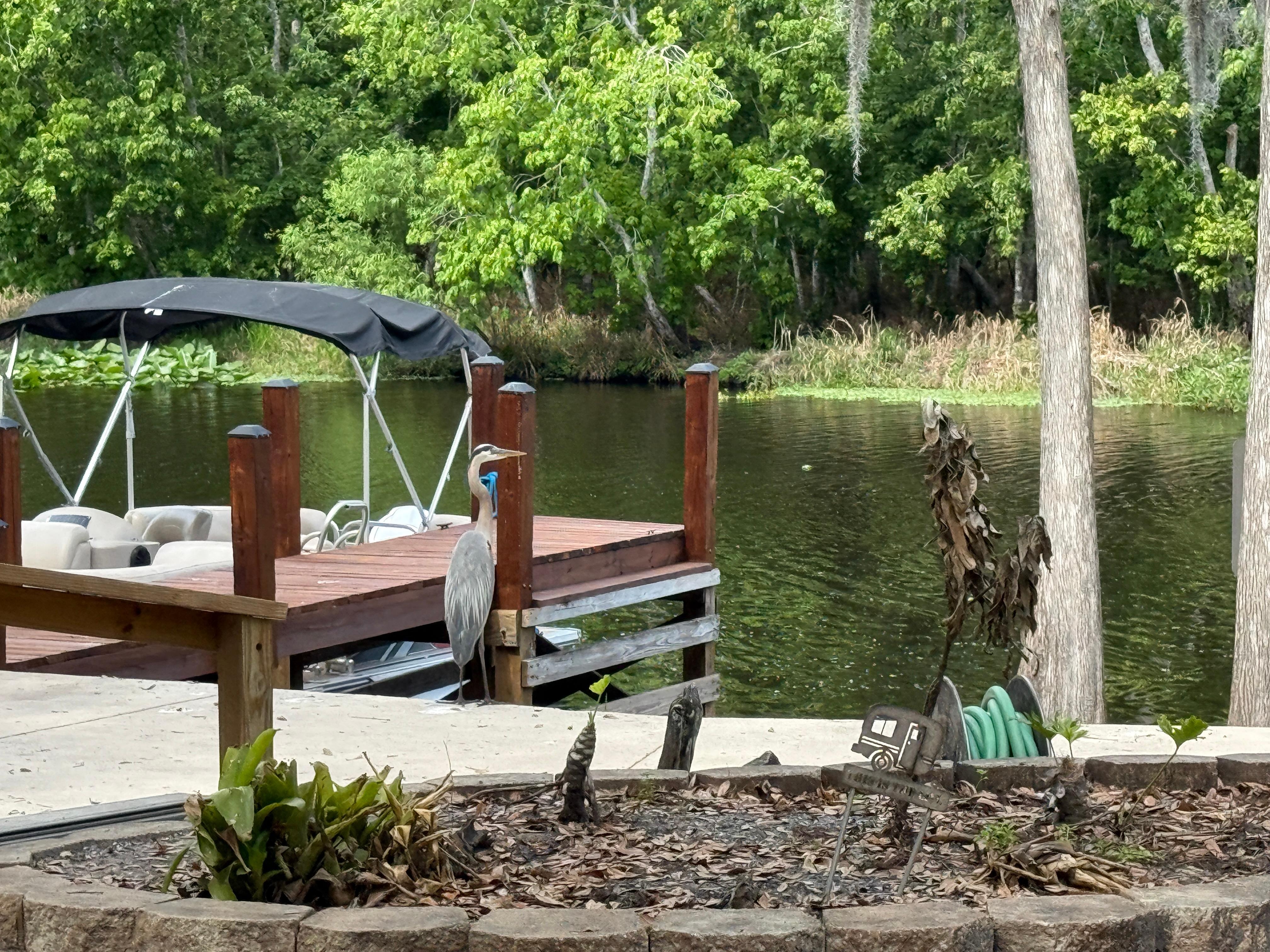 Great blue heron on deck