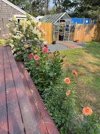 Absolutely beautiful flowers to view while relaxing in the yard.