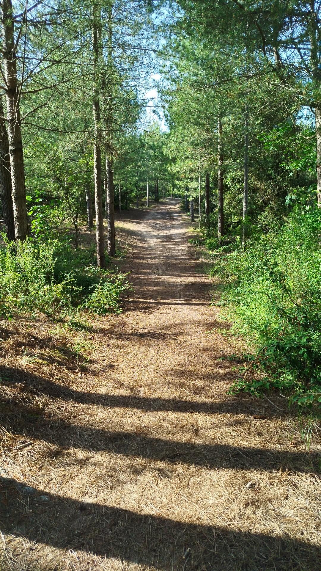 Ballade en forêt près de la location, a pieds