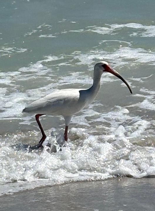 American White Ibis