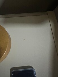 Bug found on nightstand