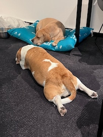 Dog friendly