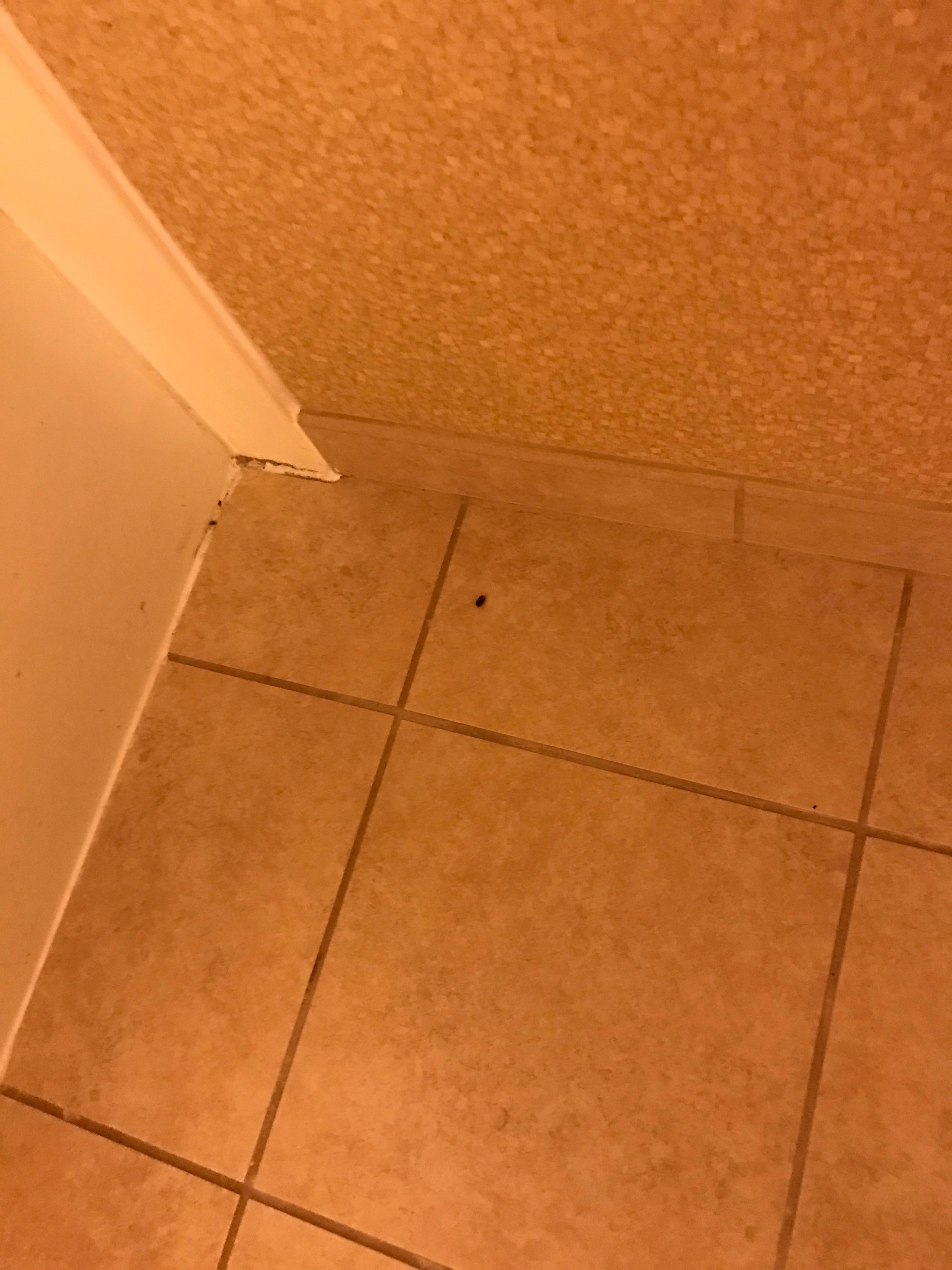 Droppings in bathroom