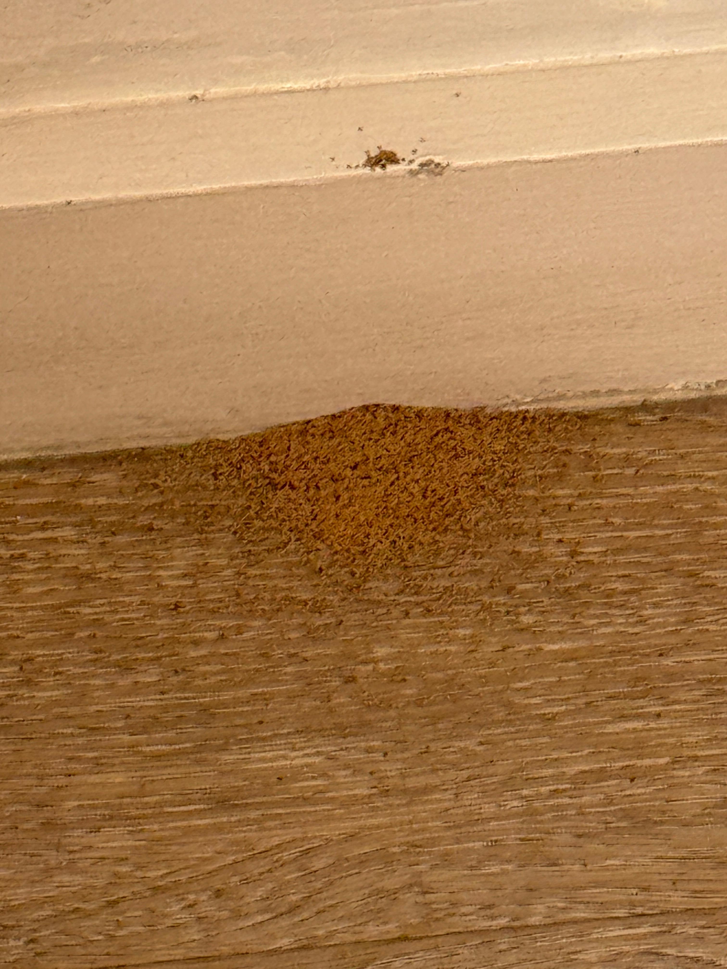 Termite infestation 