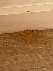 Termite infestation