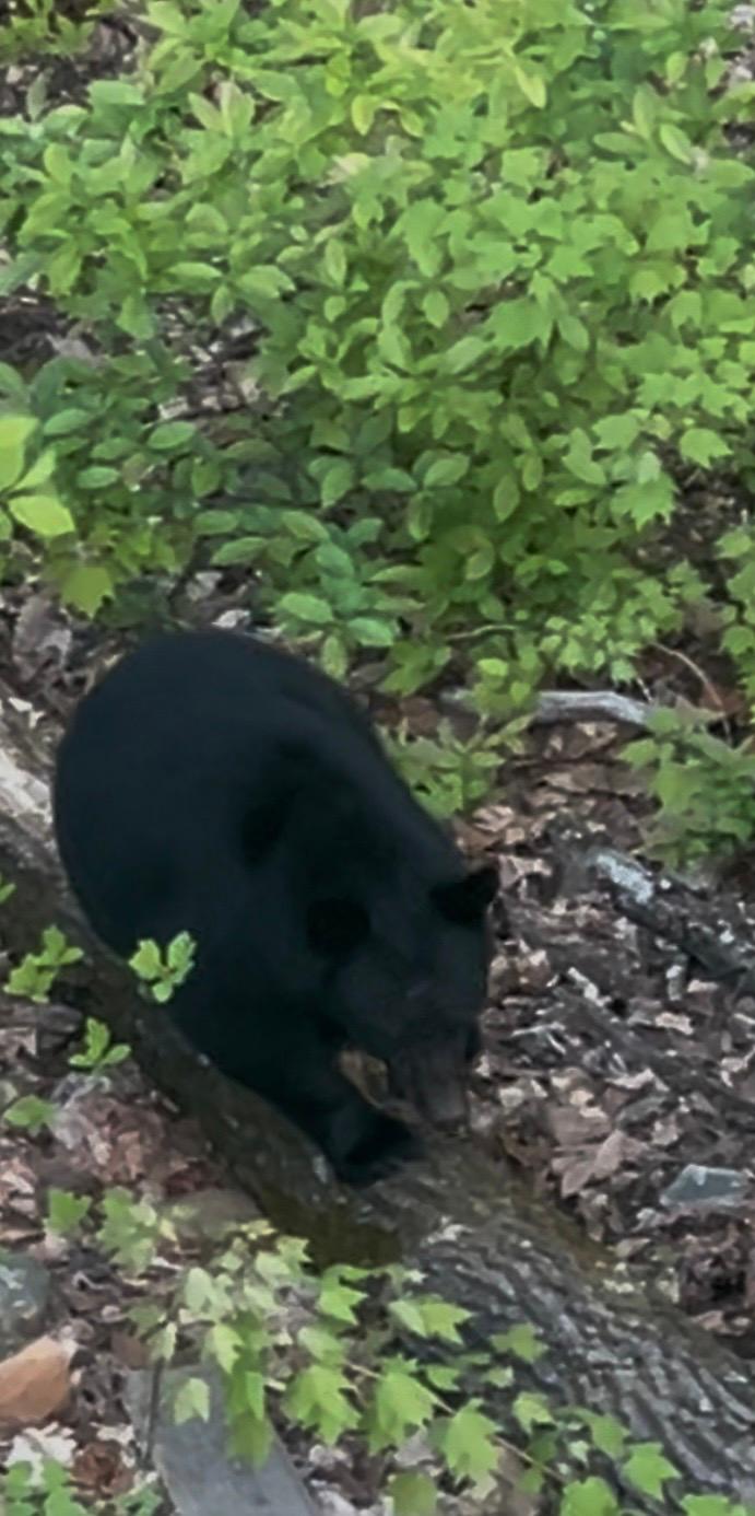 Visitor