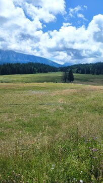 Plateau d'arselle