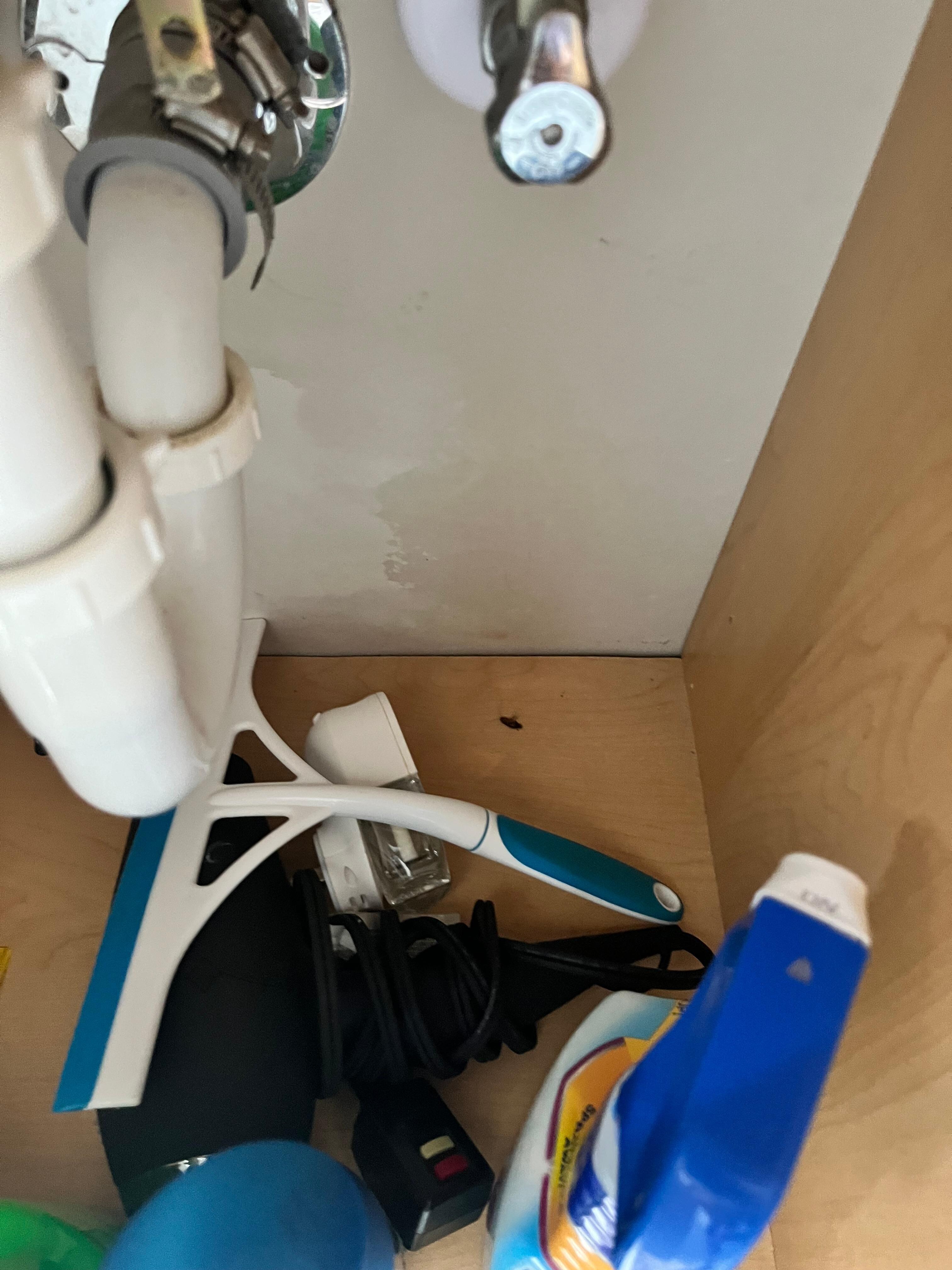 Roach in the sink cabinet. 