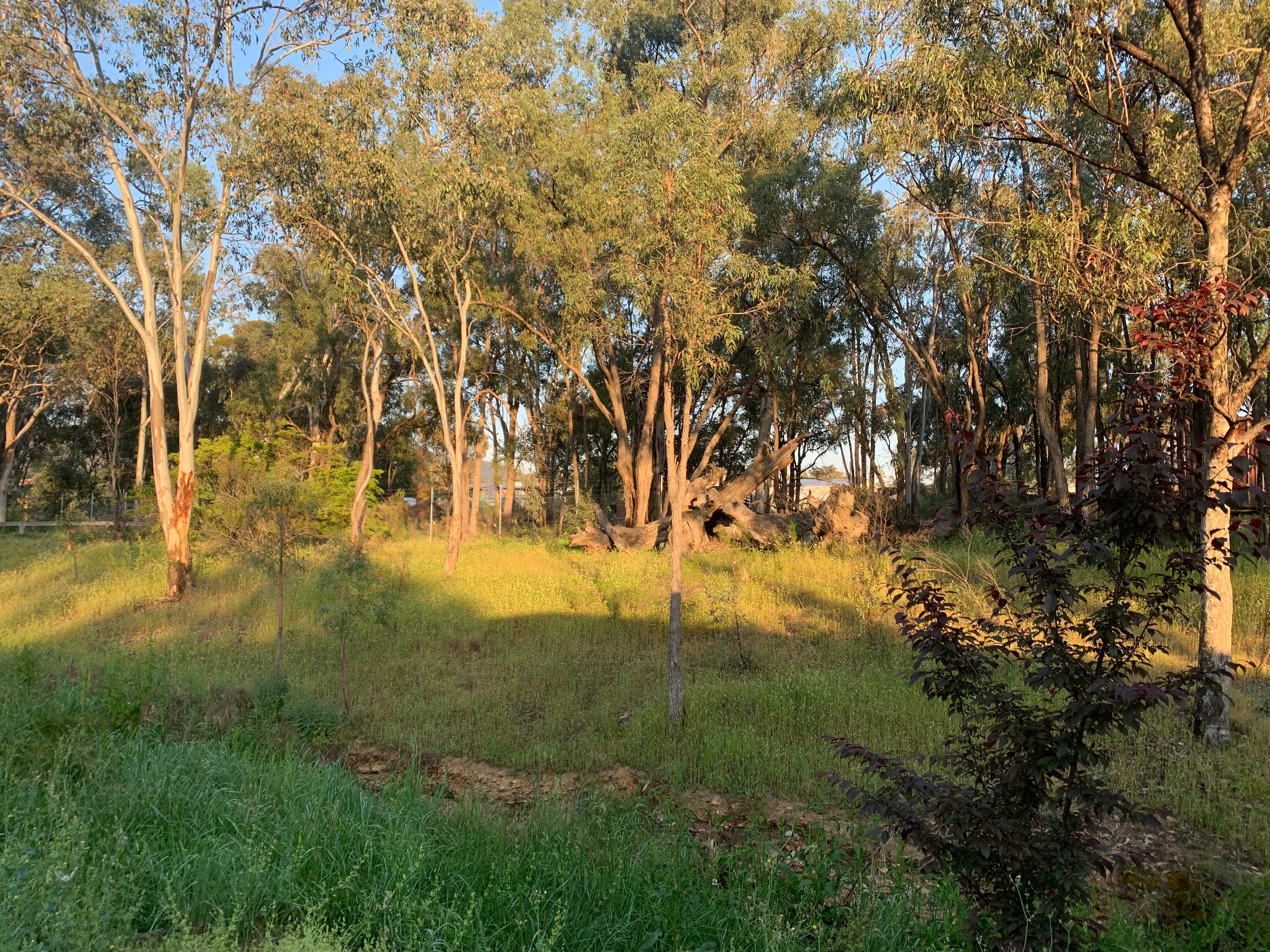 Beautiful bird songs in the morning. 