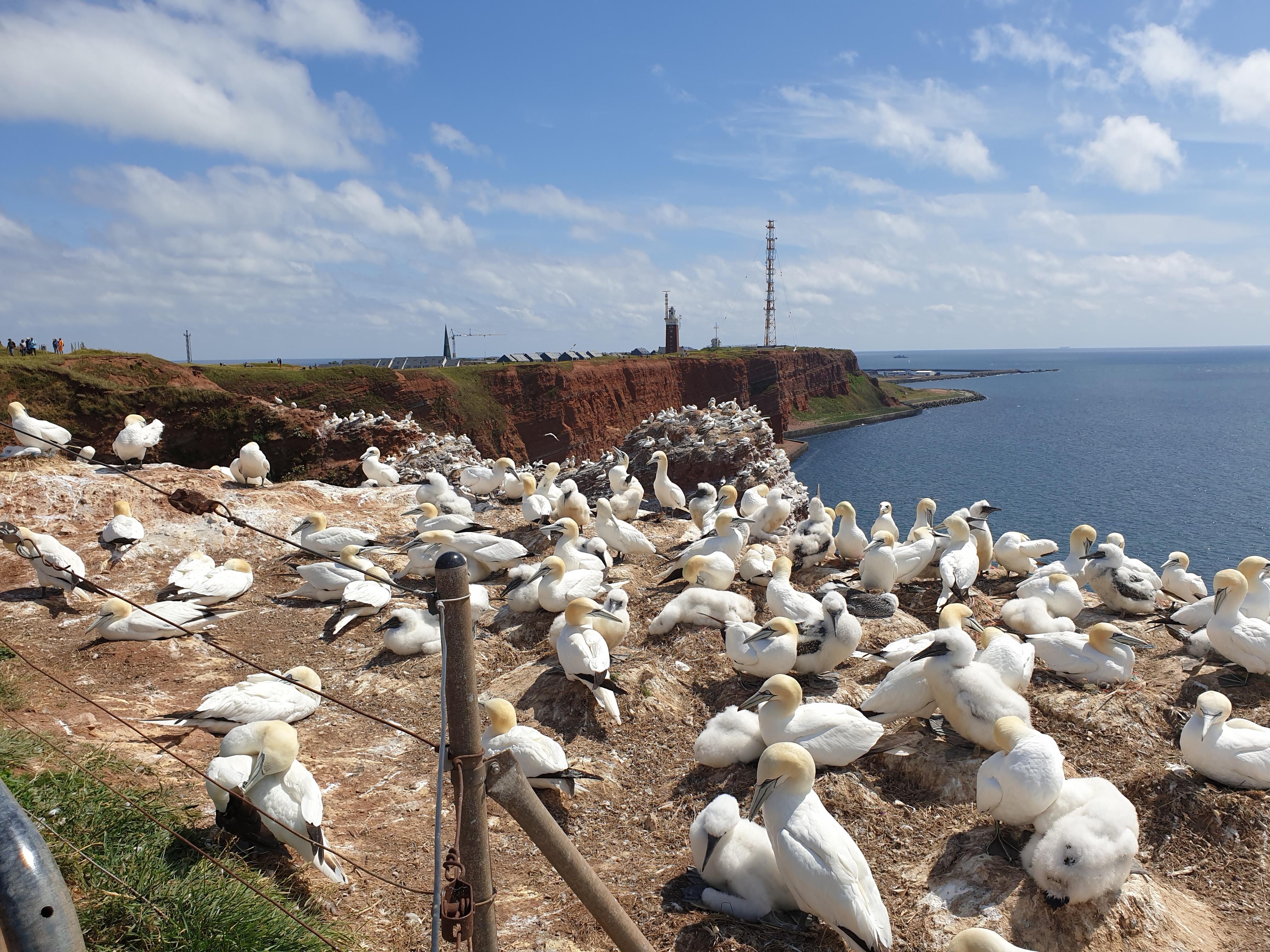 Basstölpel ganz nah -Helgoland