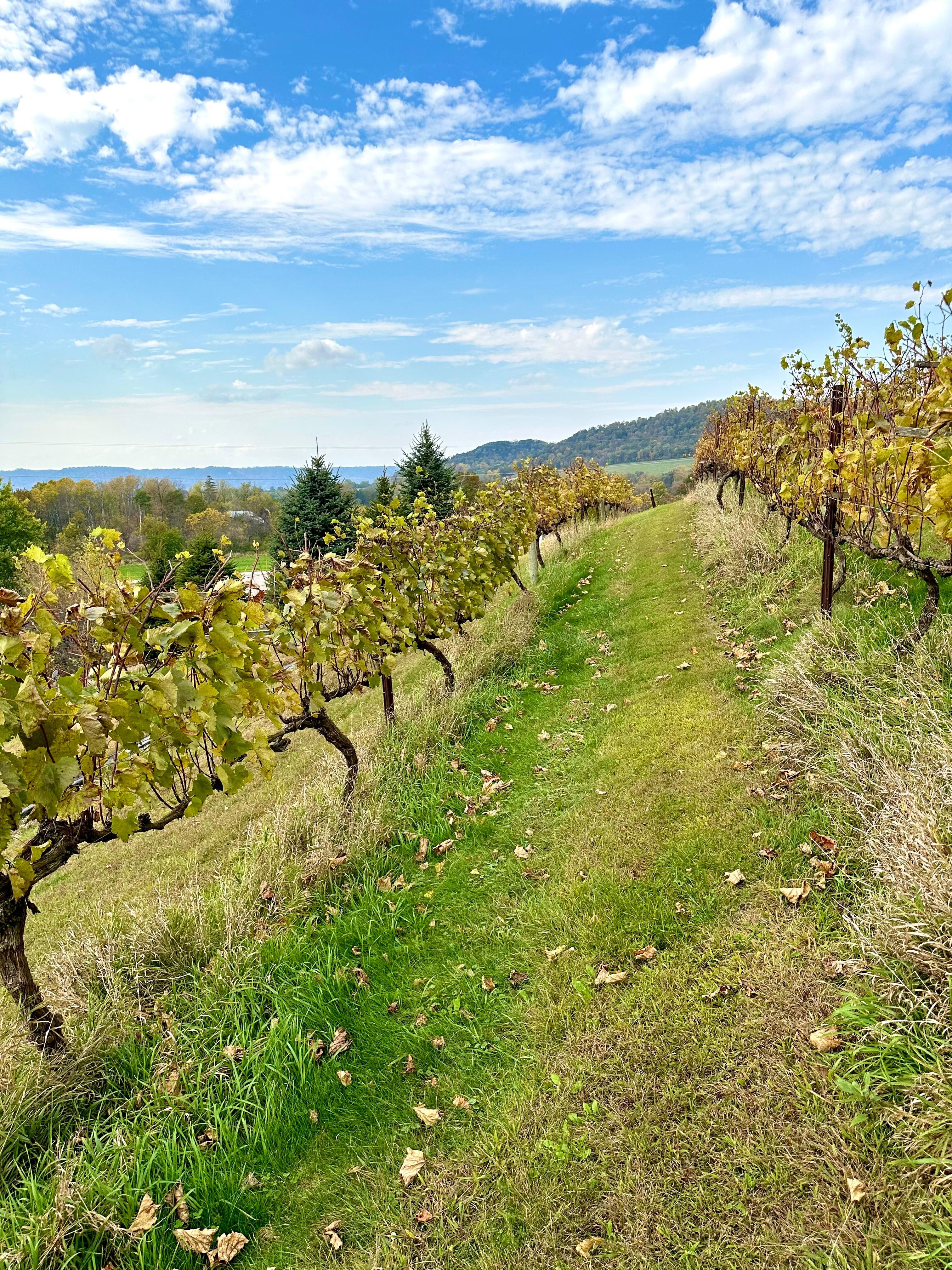 The vineyard next to the building