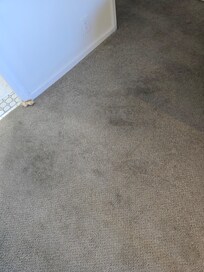 Bedroom carpet, smelled like urine