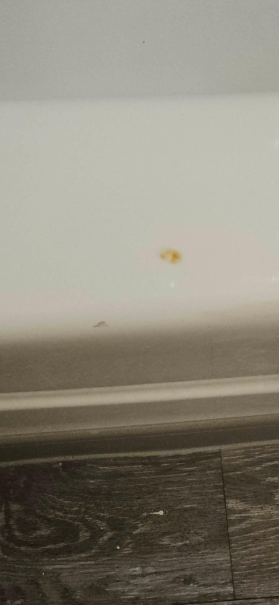 Dried poo splatter in bathroom. 