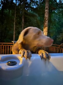 Lab wishing he was a person