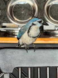 Urraca, friking noisy and bold.