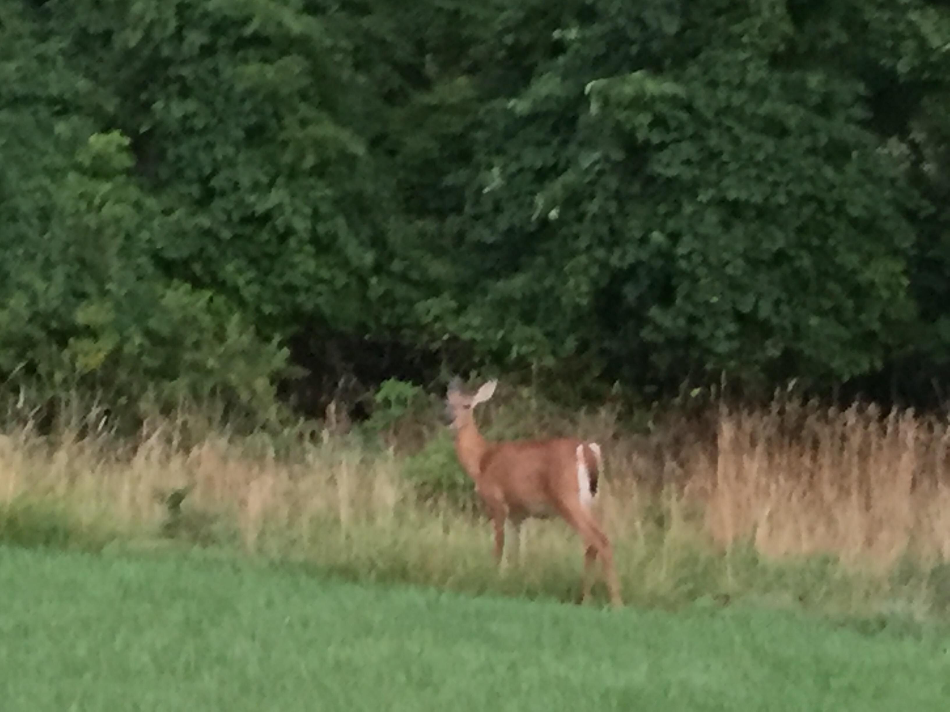 Mama with baby in the weeds.