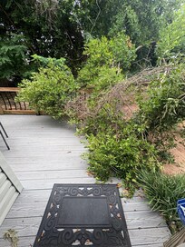 Another view of the fallen tree