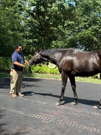 Coolmore Farm, Stallion- Domestic Product