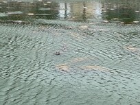Manatees at Apollo beach…hundreds of them!