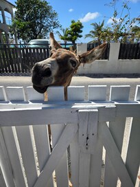 Gotta keep the gates closed or these guys will come in!