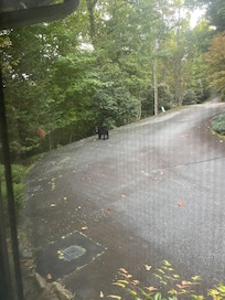 Bear walking through the yard.