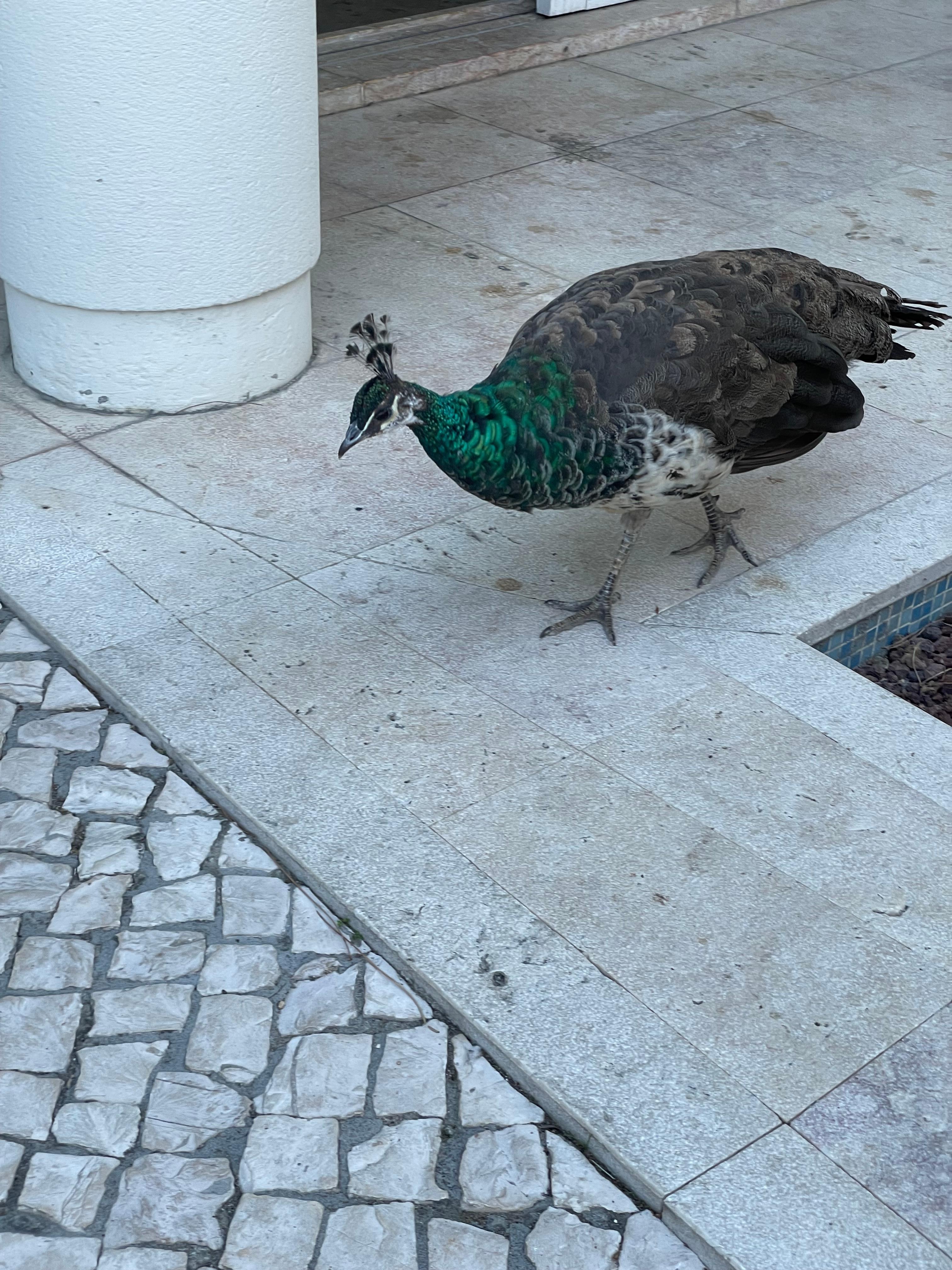 Castle peacock hanging out