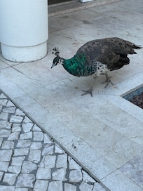 Castle peacock hanging out