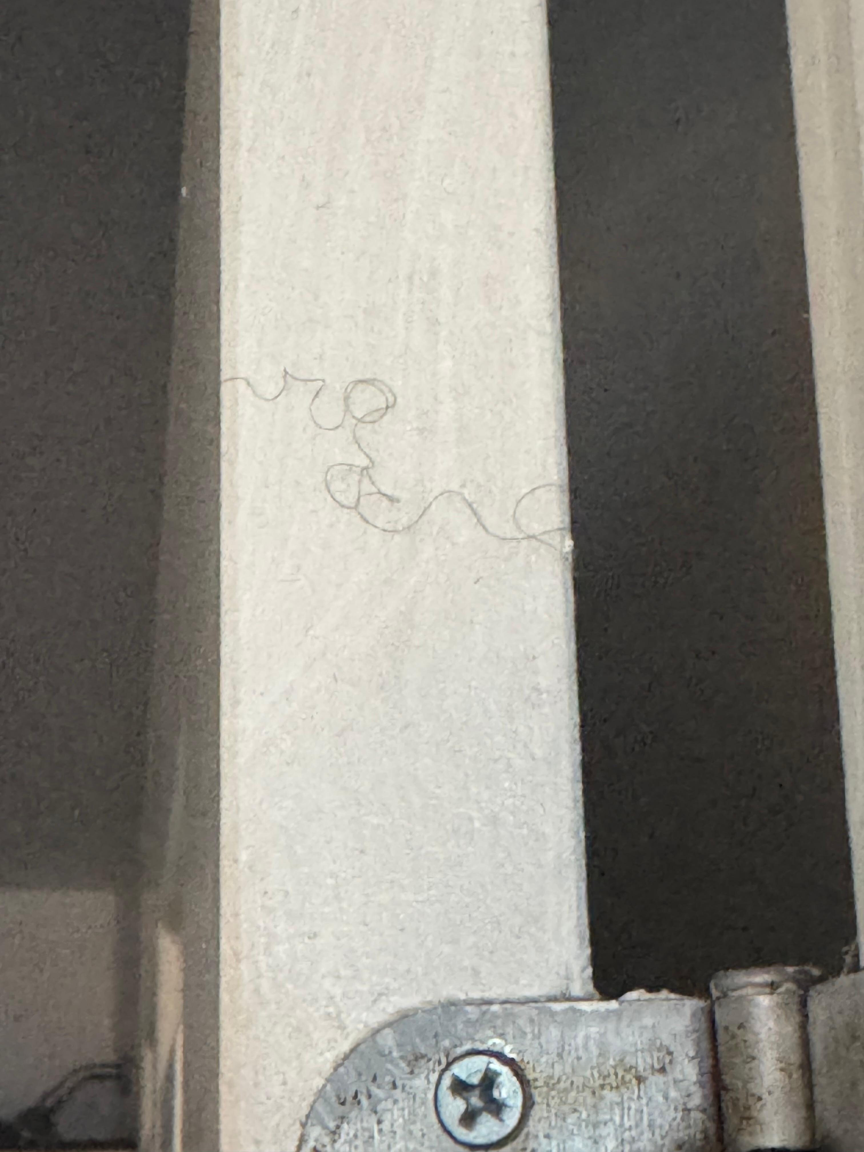 Hairs on bathroom doors 