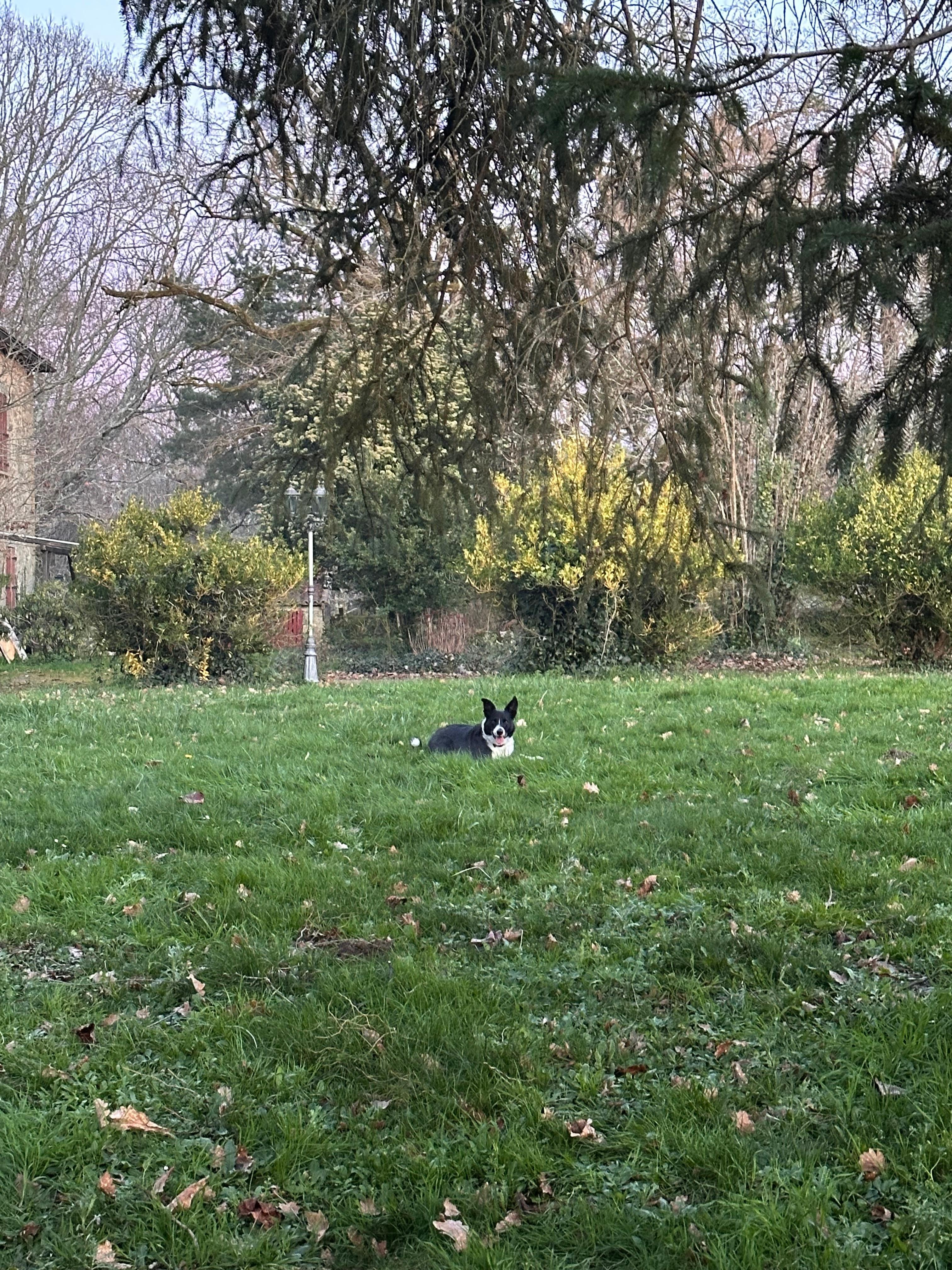 Wonderful space for the dog to safely roam. 