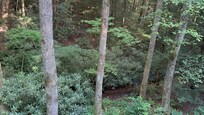 View overlooking creek