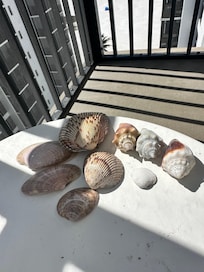 Shells Heaven..this was just day 1 haul