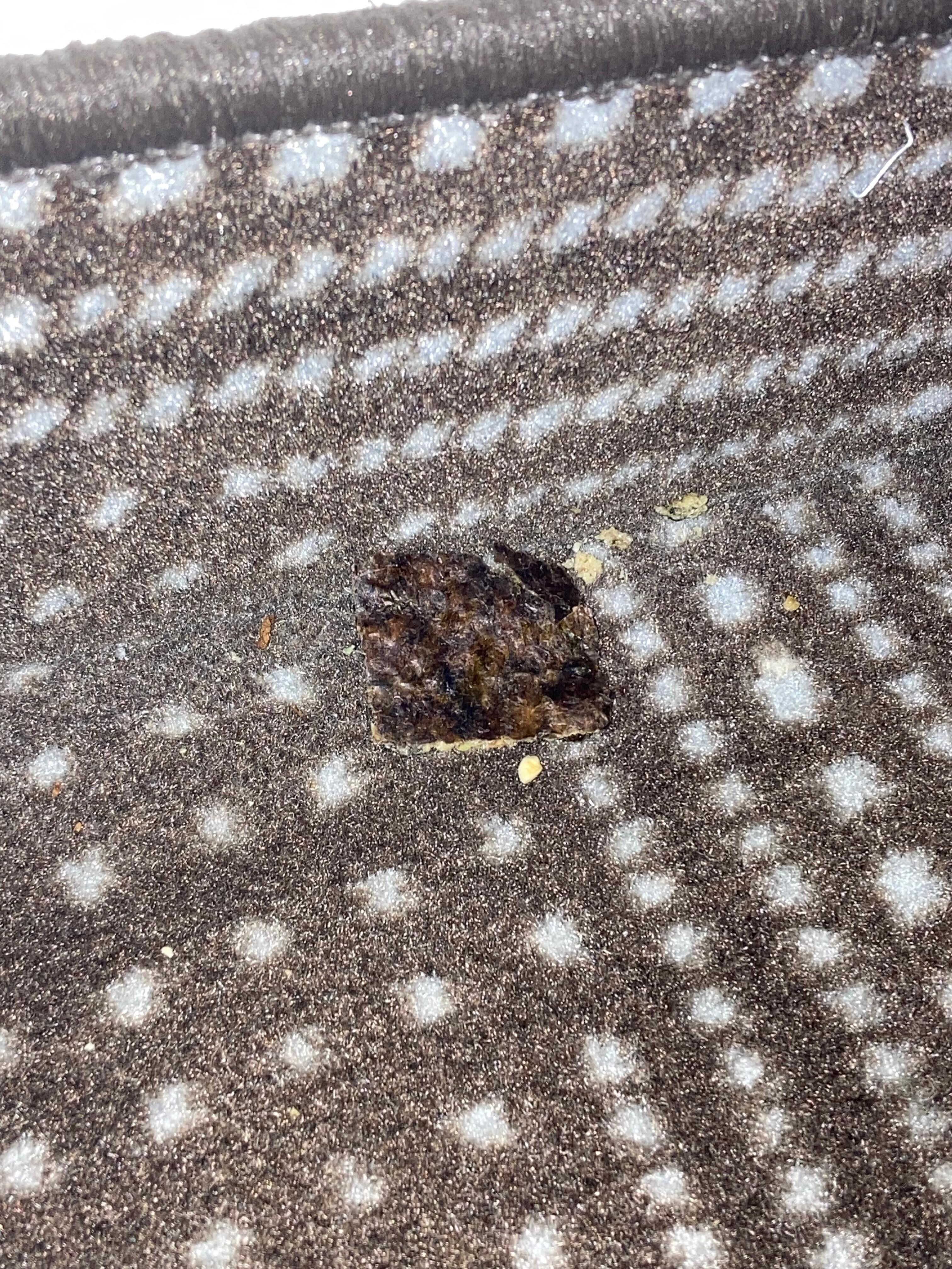 Something left over from not vacuuming well.