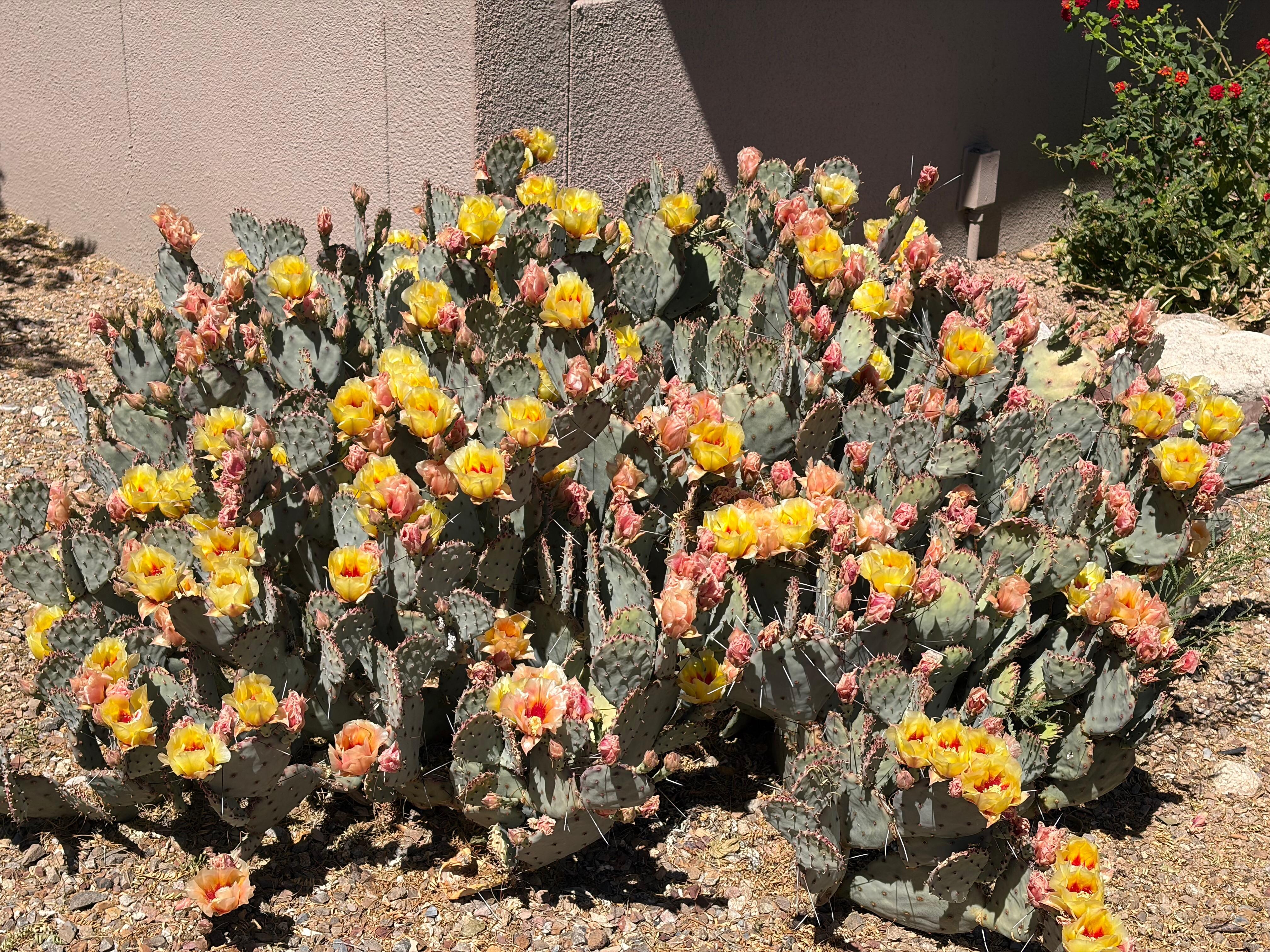 Not near unit but on property 