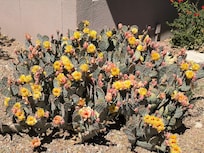 Not near unit but on property