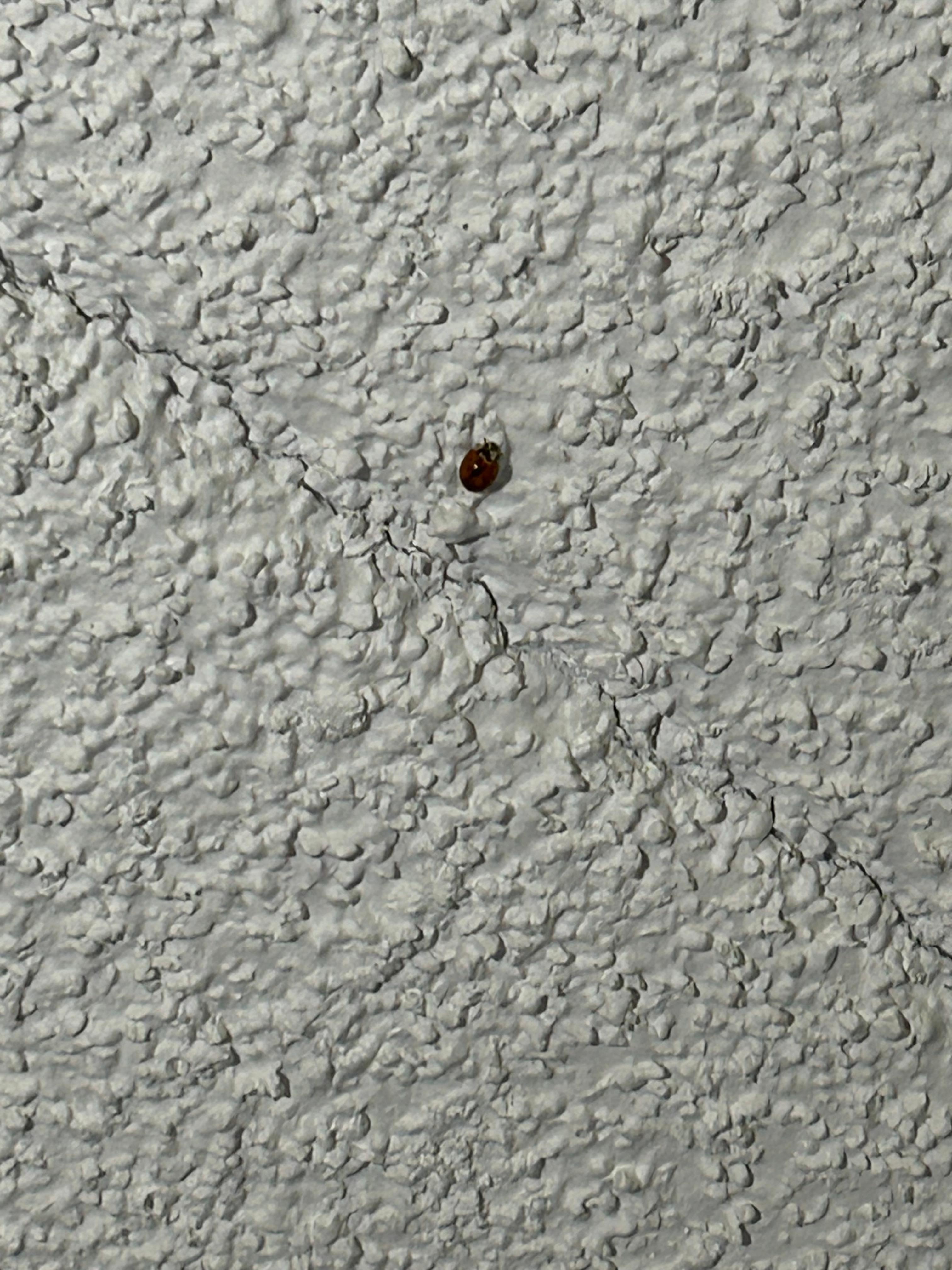 Bug on the ceiling 