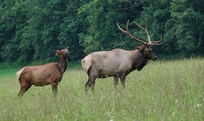 Elk