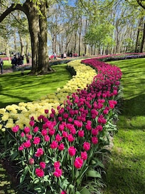 Beautiful Keukenhof Park