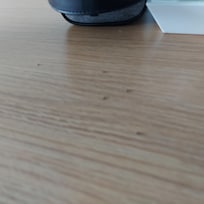 Ants in the morning