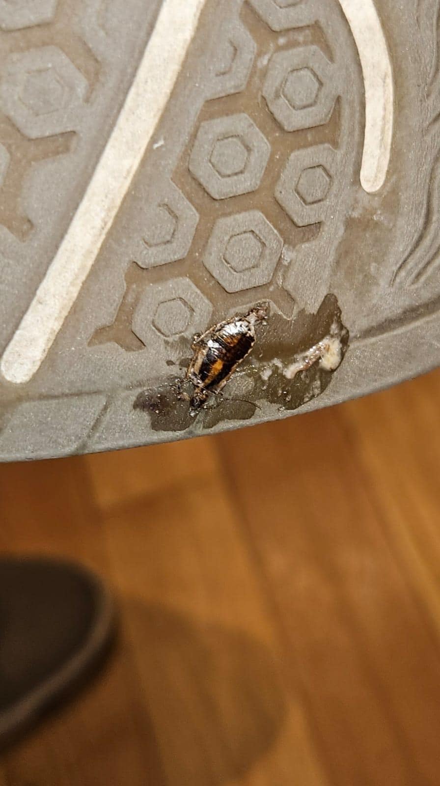 Cockroaches 